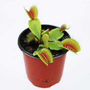 파리지옥 벌레잡이식물 화분 키우기 모기잡는 식충식물 실사용 후기 | 효과 있을까? - 상품 이미지 1