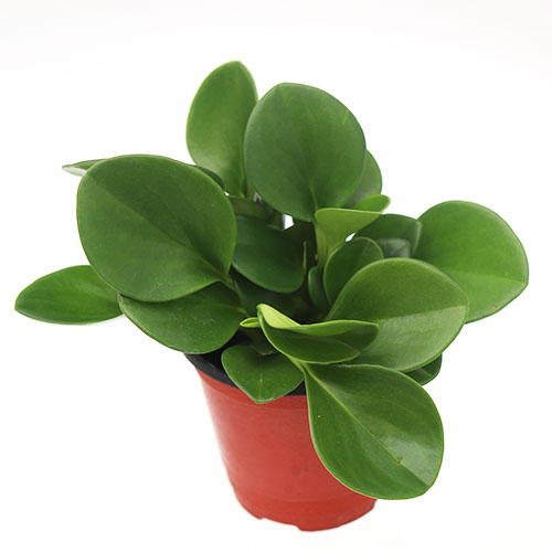 청페페 새집증후군완화 페페로미아 거실 음지 그늘 키우기 쉬운 실내공기정화식물 플랜테리아화분