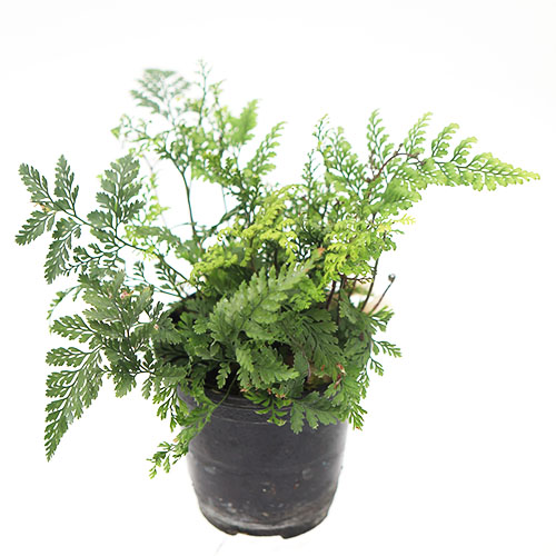 후마타고사리 넉줄고사리 음지 그늘 거실 양치류 화초 실내공기정화식물 안방공기정화식물