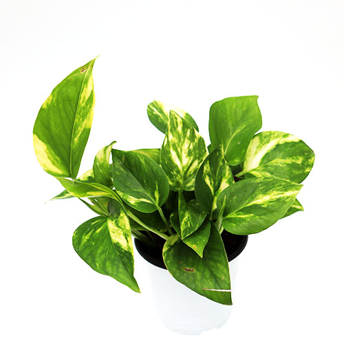 스킨답서스 반음지 실내공기정화식물 주방공기정화화분 인테리어 수경재배 거실 키우기쉬운