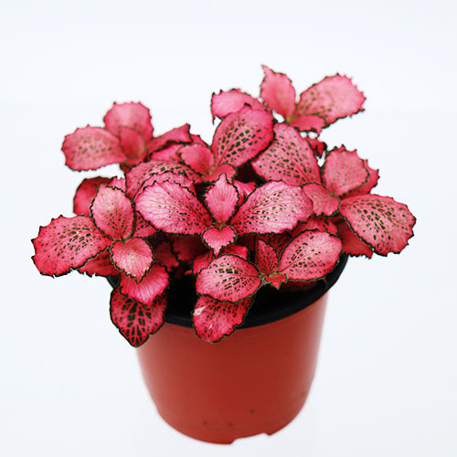 레드스타 휘토니아 거실 음지 키우기쉬운 실내공기정화식물