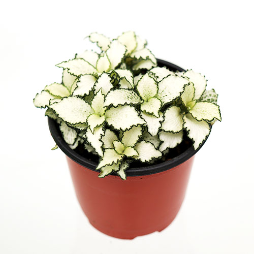 화이트스타 휘토니아 음지식물 공기정화식물화분 실내화초