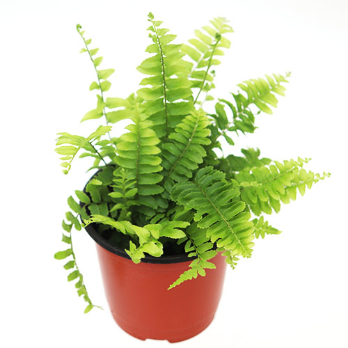 보스톤고사리 그늘 음지 거실 키우기쉬운 식물 실내공기정화식물 양치류 보스턴