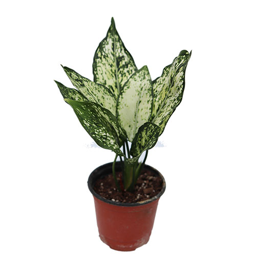 아글라오네마 스노우사파이어 수경재배 음지 거실 그늘 키우기쉬운 실내공기정화식물 승진화분