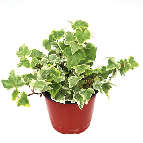 무늬아이비 거실 음지 그늘 넝쿨 키우기쉬운 실내공기정화식물