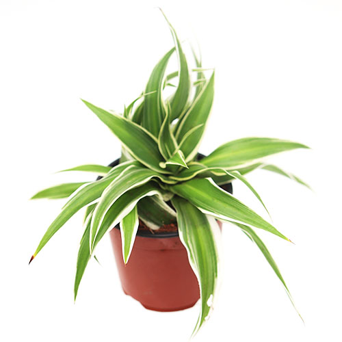 접난 접란 나비란 오션 미세먼지제거 거실 그늘 음지 키우기쉬운 실내공기정화식물 수경재배