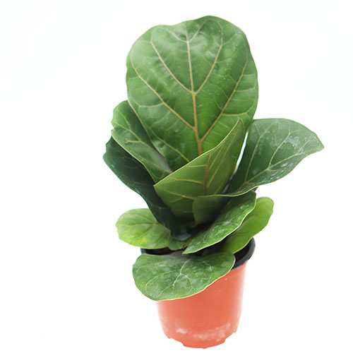 떡갈고무나무 키우기쉬운 거실 음지 그늘 실내공기정화식물