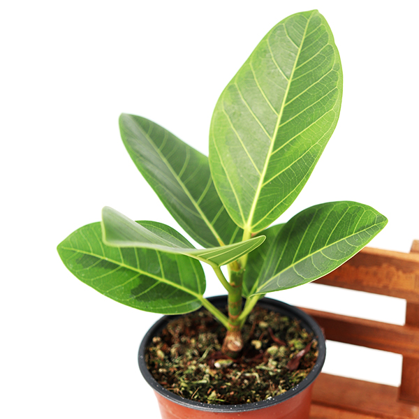 뱅갈고무나무 그늘 거실 음지 키우기 실내공기정화식물 관엽 먼지먹는 인테리어 화분 집들이선물