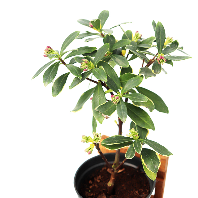 천리향 서향나무 중품 키우기 쉬운 실내정화식물