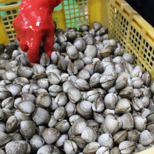 해감완료 동죽 동죽조개 조개탕 물총조개 1kg 맛있게 먹은 솔직 후기 - 상품 이미지 2