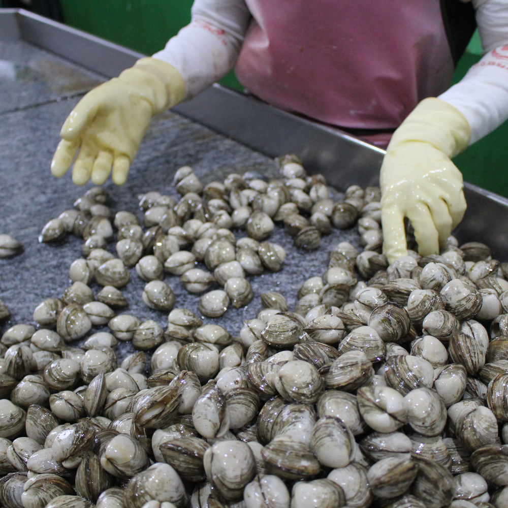 해감완료 동죽 동죽조개 조개탕 물총조개 1kg 이미지 3