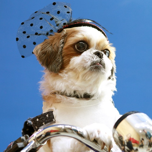 모드니펫MODNEYPET 스토어 로고