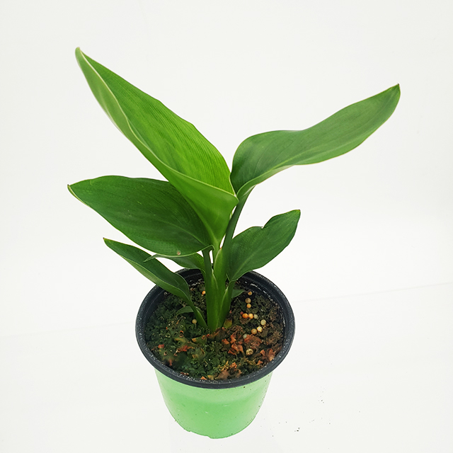 극락조화 여인초 반음지 그늘 키우기쉬운 실내공기정화식물 인테리어