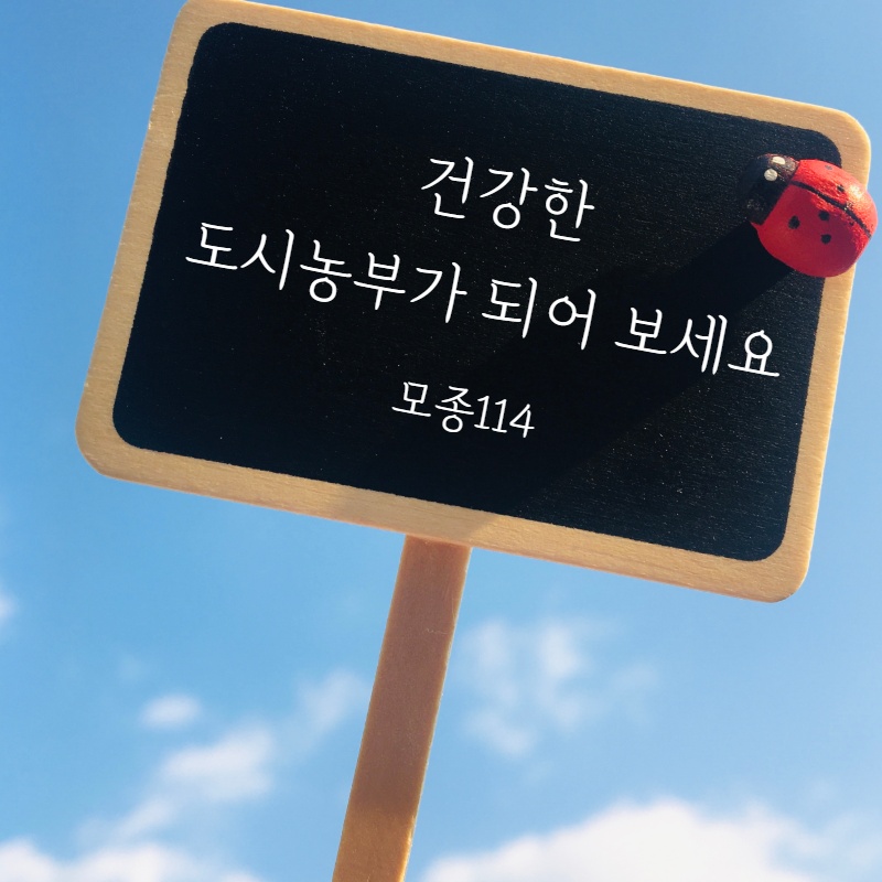 모종 ( 꽃 상추 모종 6개 ) 채소 가을 김장 쌈채소 시장 텃밭 식물 키우기 상품 이미지