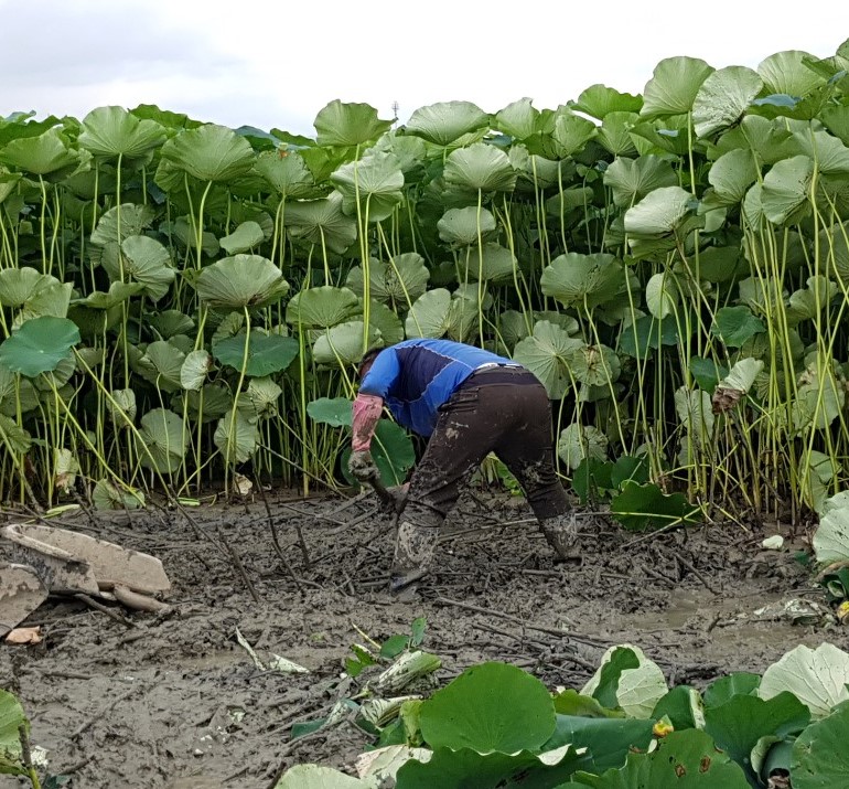 햇연근 무농약 슬라이스 말린연근 - 상세 이미지 3