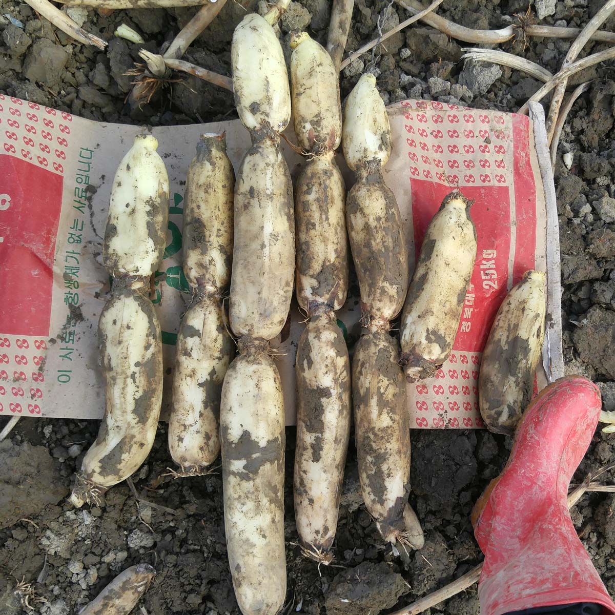 햇연근 무농약 슬라이스 말린연근 - 상품 이미지