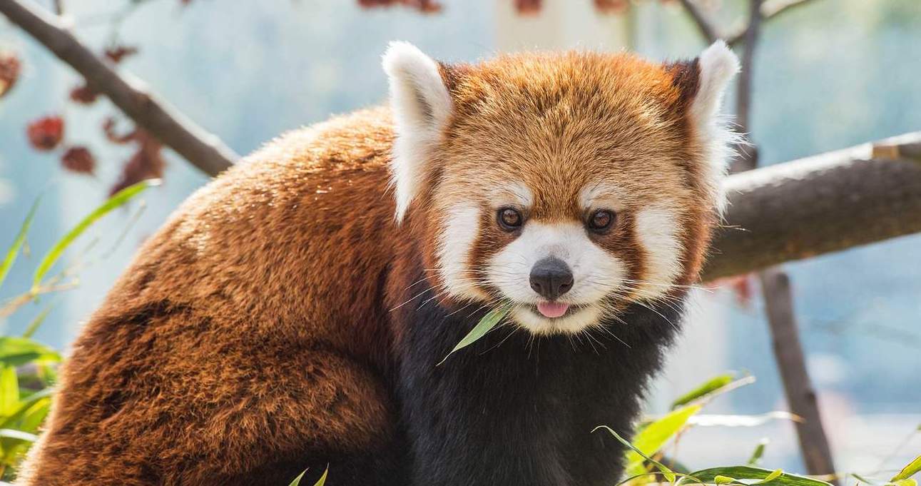 서울 - 에버랜드 셔틀버스(홍대입구역,신촌역,서울역,시청역,종로3가역,명동역,동대문역사문화공원역 출발) 이미지 3