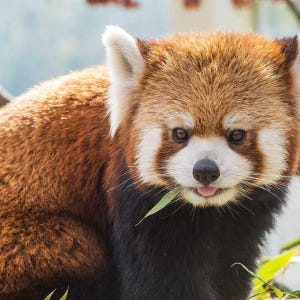 서울 - 에버랜드 셔틀버스(홍대입구역,신촌역,서울역,시청역,종로3가역,명... 솔직 후기 | 실사용자 리뷰 분석 - 상품 이미지 3