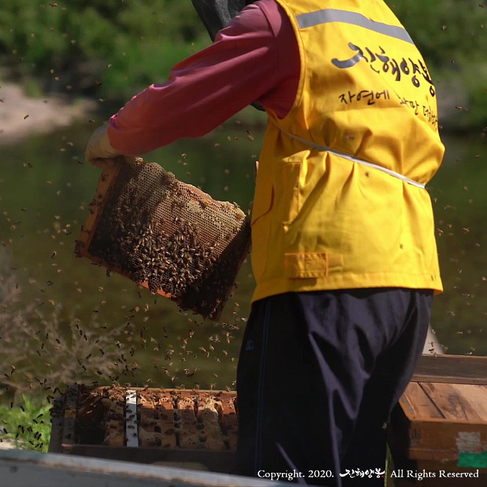 진해양봉 프리미엄등급 벌꿀 국산 아카시아꿀 1.2kg 답례품 꿀 선물 세트 상세 이미지 8