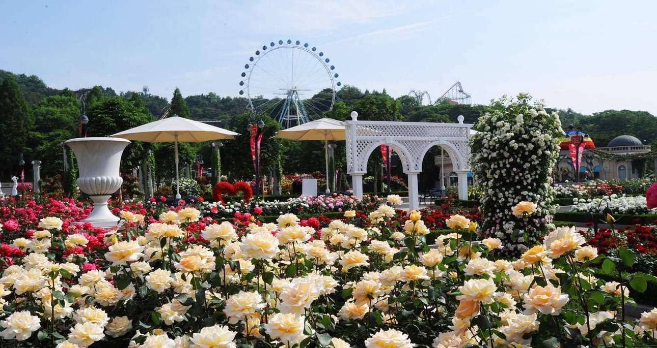 서울 - 에버랜드 셔틀버스(홍대입구역,신촌역,서울역,시청역,종로3가역,명동역,동대문역사문화공원역 출발) 이미지 2