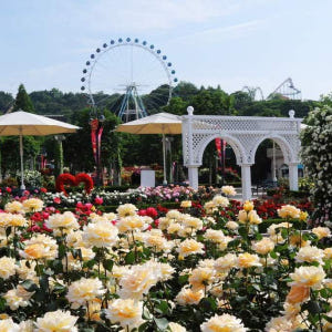 서울 - 에버랜드 셔틀버스(홍대입구역,신촌역,서울역,시청역,종로3가역,명... 솔직 후기 | 실사용자 리뷰 분석 - 상품 이미지 2