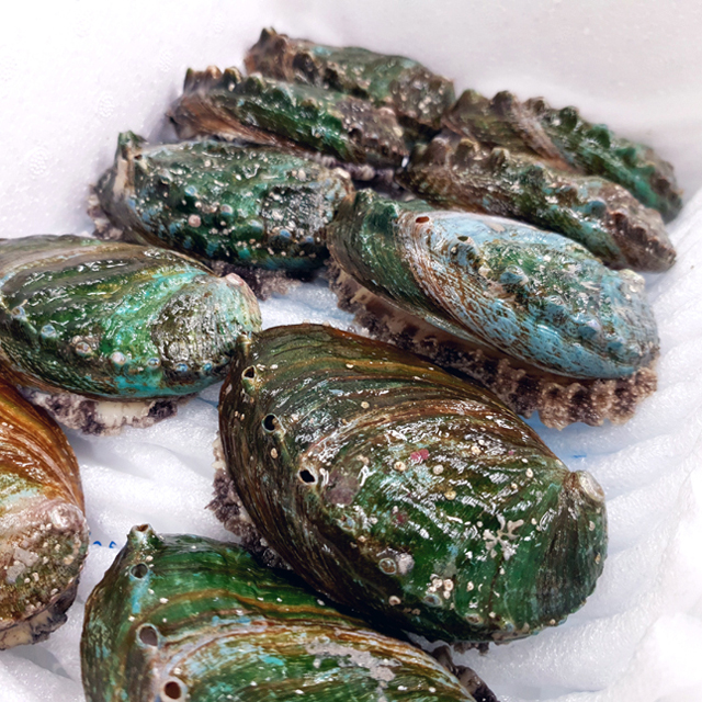 노화도 대왕전복 9-10미 1kg 이미지 7