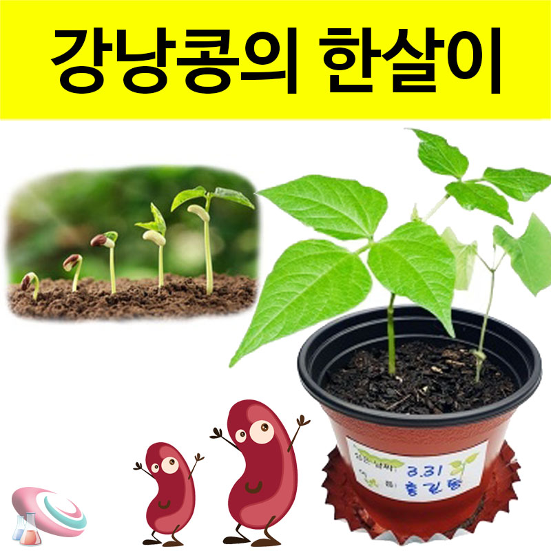 강낭콩 키우기 키트 4인용 식물의한살이 관찰 과학교구몰 구정과학 - 상세 이미지 2