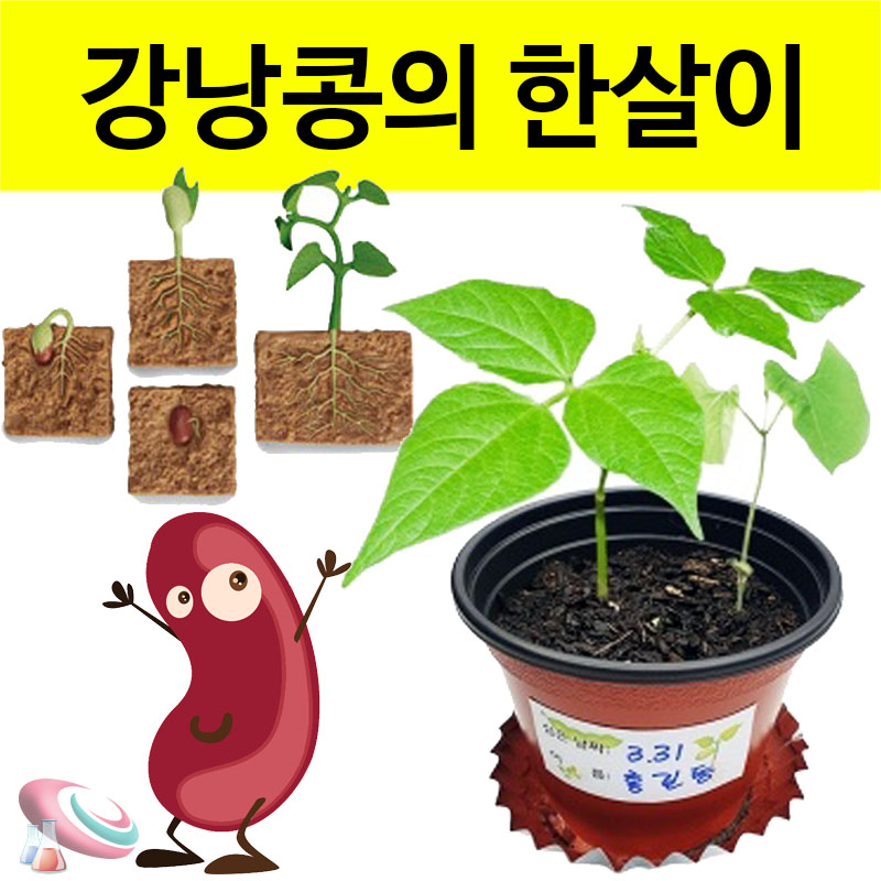 강낭콩 키우기 키트 4인용 식물의한살이 관찰 과학교구몰 구정과학 - 메인 이미지