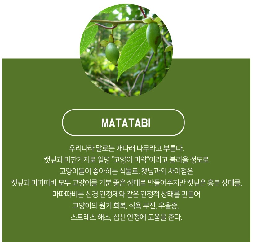 [블루마운틴] 고양이 마따따비 장난감 멀티 페더 토이 팀버 - 상세 이미지 3