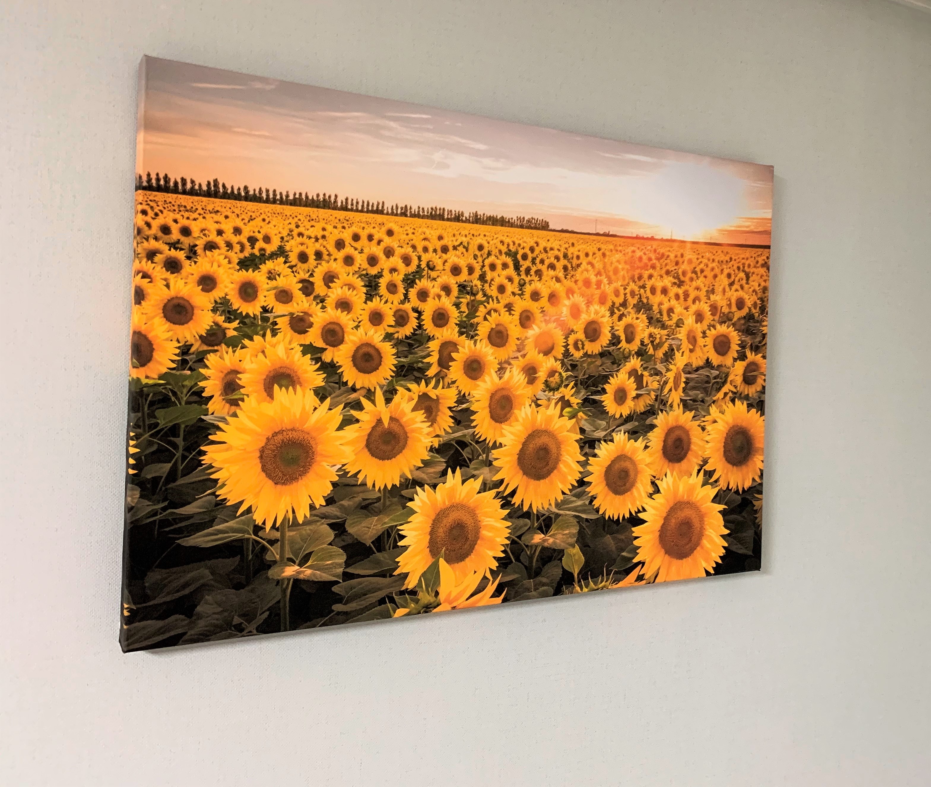 해바라기 액자 120x80cm 그림 돈들어오는 벽인테리어 사무실 거실 황금빛 해바라기들판