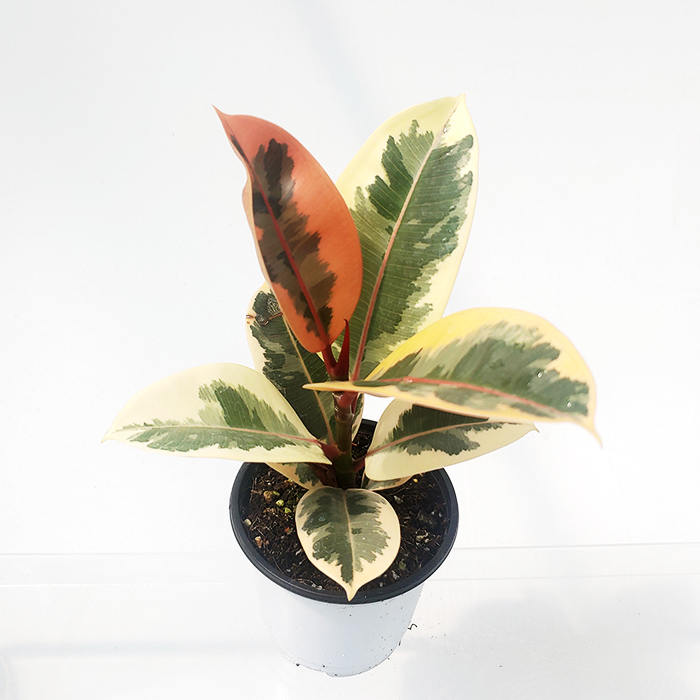 수채화고무나무 무늬 미세먼지제거 화분 칼라 공기 청정 미세먼지제거 거실 식물 화분 키우기