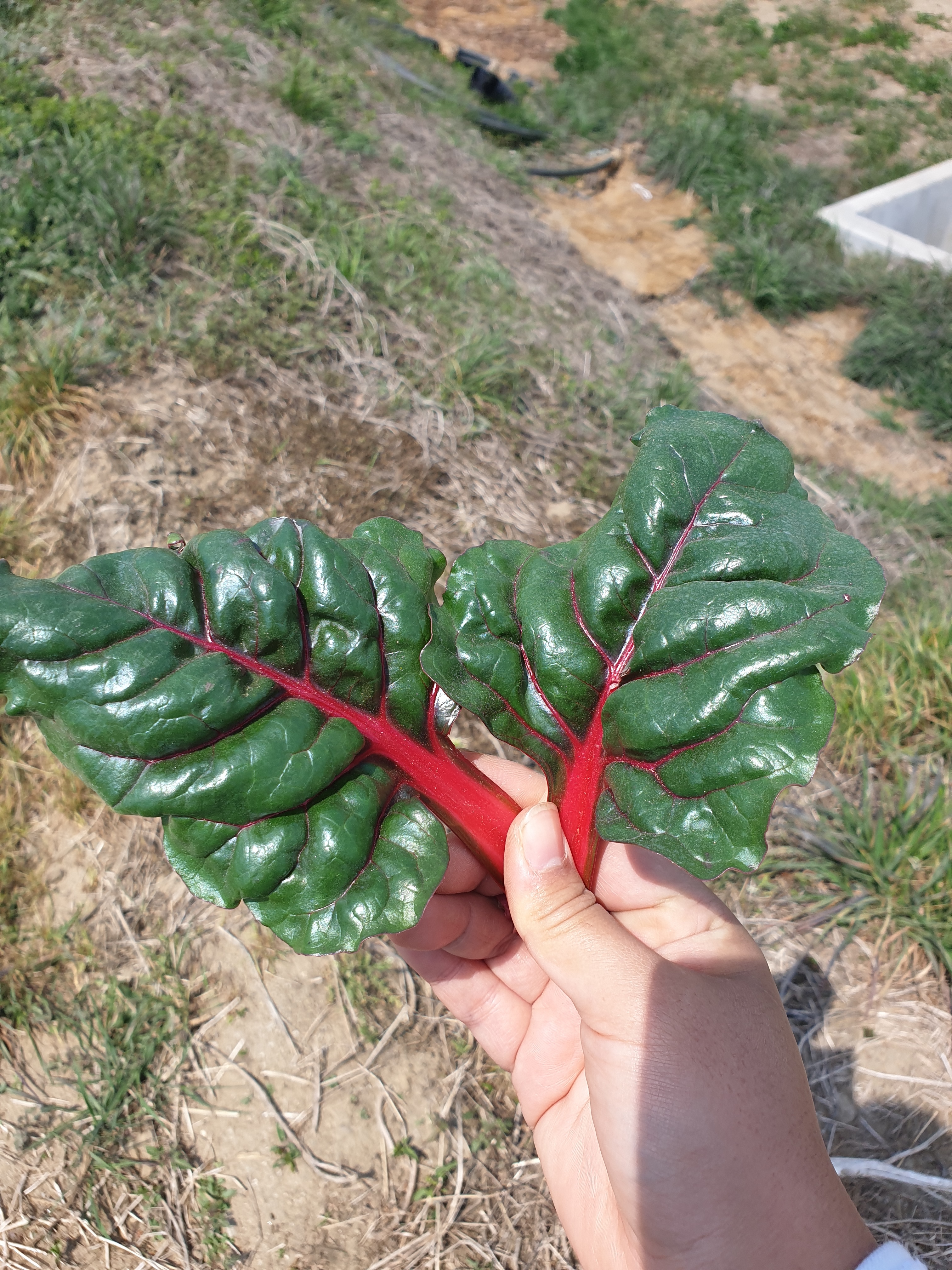 농장직송 근대 적근대 500g 1kg 샐러드야채 이미지 6