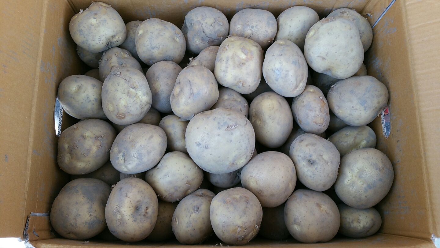 두백감자 분감자 5kg 10kg 소과 중과 대과 - 메인 이미지