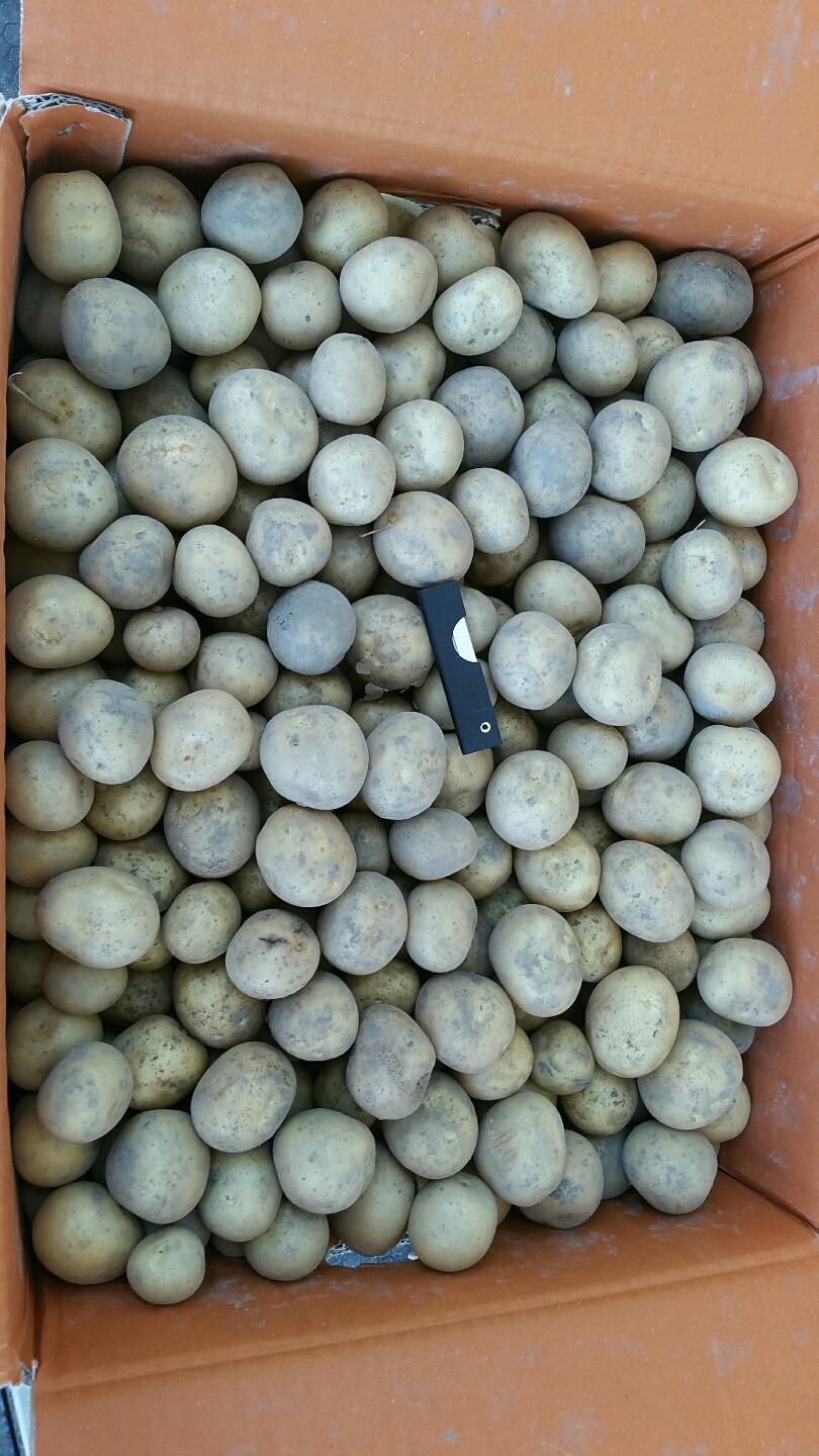 두백감자 분감자 5kg 10kg 소과 중과 대과 - 상세 이미지 4