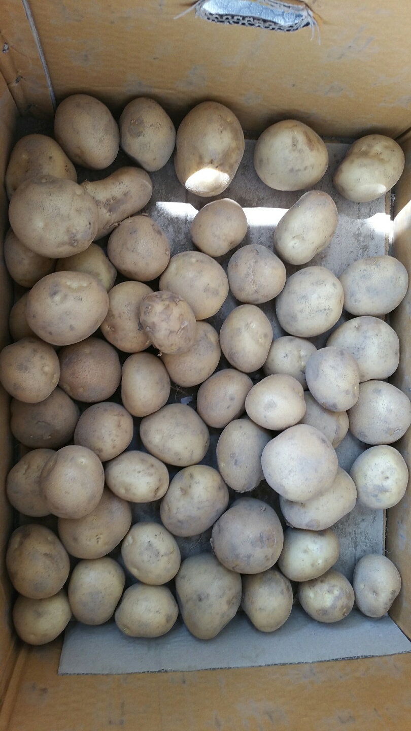 두백감자 분감자 5kg 10kg 소과 중과 대과 - 상세 이미지 2