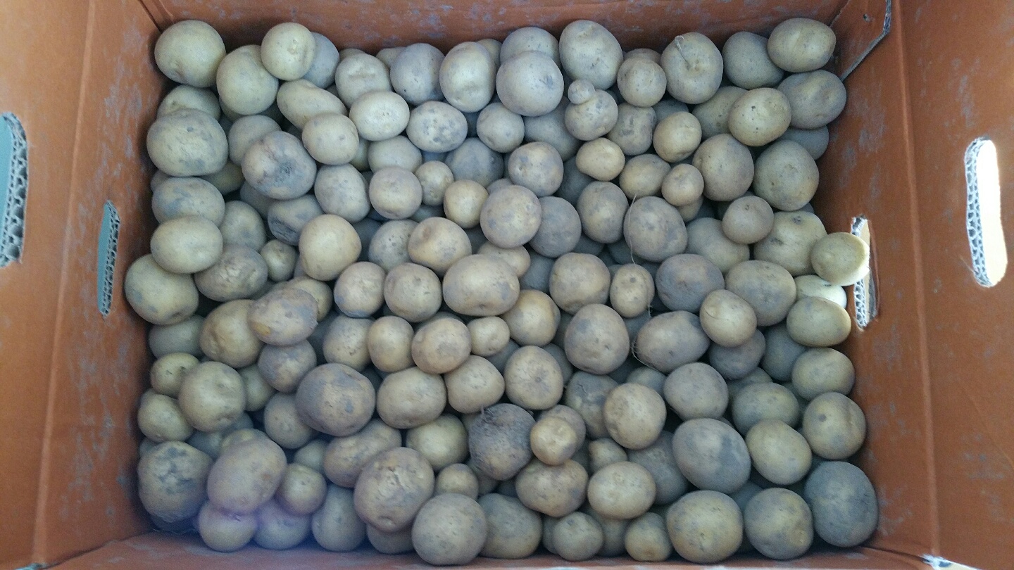 두백감자 분감자 5kg 10kg 소과 중과 대과 - 상세 이미지 3