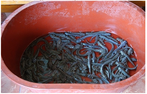 짱뚱어 짱뚱이 500g 1kg 짱뚱어탕용 짱뚱어구이 짱뚱이 - 상품 이미지