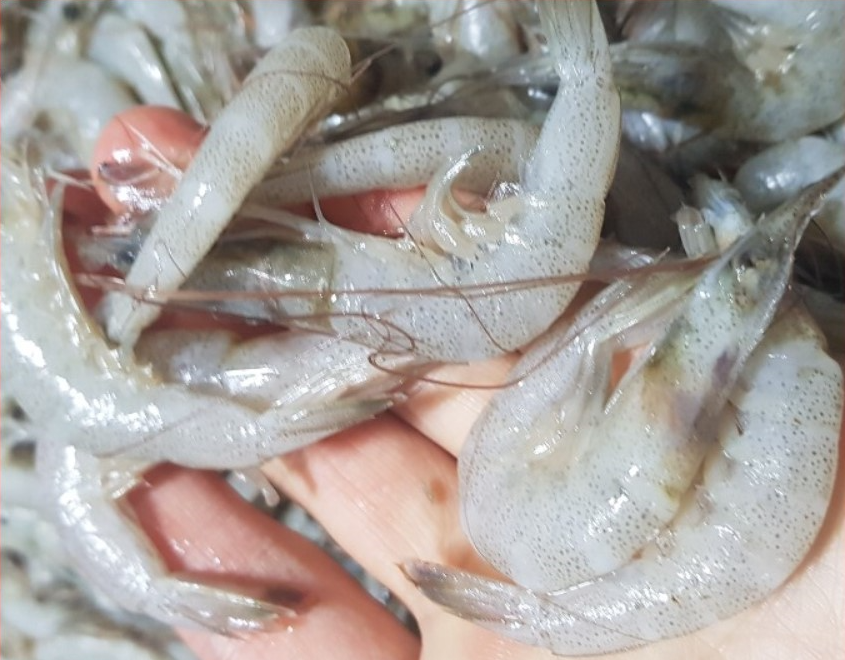 대하장 중하새우장 1kg 대하 간장새우 - 상세 이미지 3