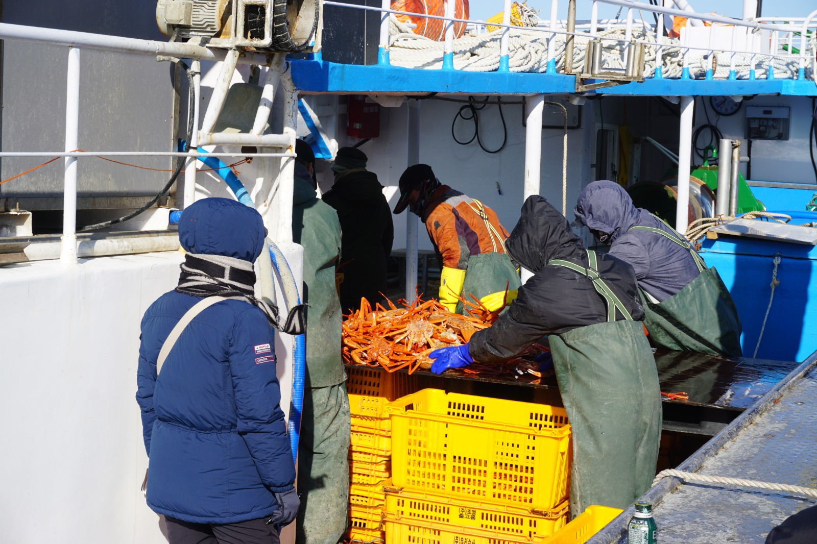 속초 홍게 살 붉은대게 제철 박달홍게 자숙 홍개 해각포 1kg 3kg 이미지 2