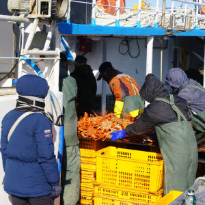 속초 홍게 살 붉은대게 제철 박달홍게 자숙 홍개 해각포 1kg 3kg 맛있게 먹은 솔직 후기 - 상품 이미지 2
