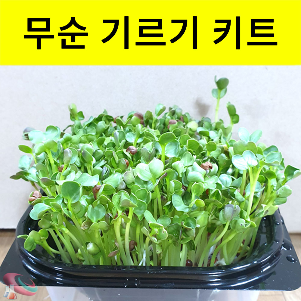 무순키우기 키트 새싹 기르기세트 과학교구몰 구정과학 - 메인 이미지