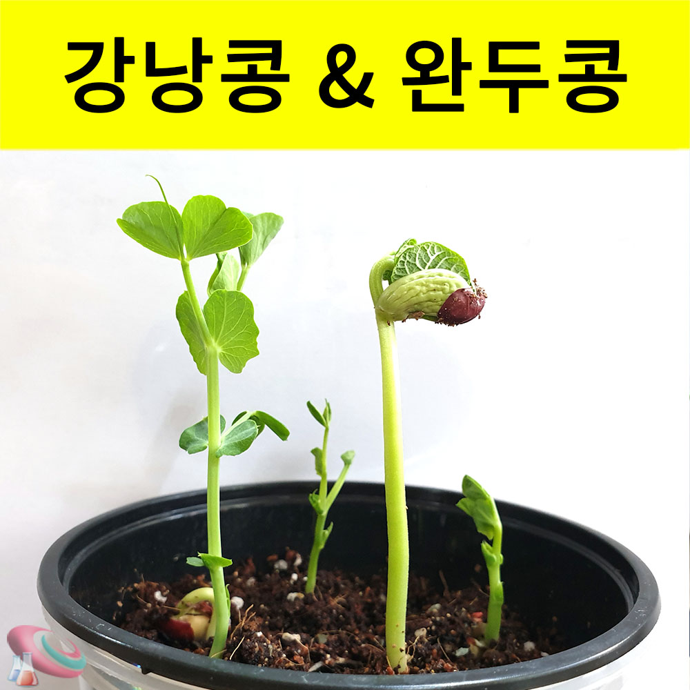 강낭콩 키우기 완두콩 기르기 세트 식물의한살이 키트 과학교구몰 - 메인 이미지