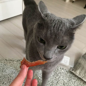 동해형씨 원물건조 연어 수제간식 85g 솔직 후기 | 실제 사용자 리뷰 총정리 - 상품 이미지 4