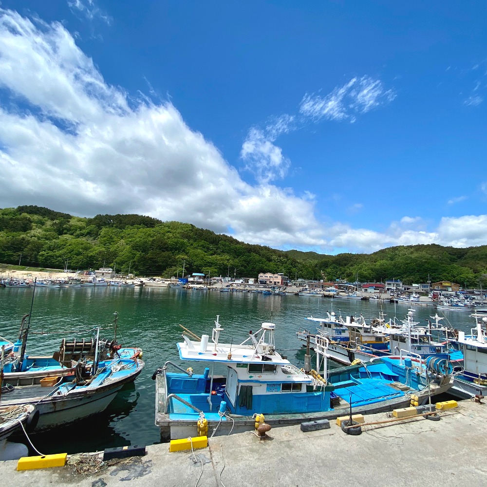 반건조오징어 마른오징어 피데기 건오징어 반건오징어 대 10마리 1.5kg 파품 파지