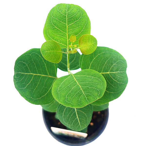 유칼립투스 폴리안 소품 허브 화분 모종 관엽분갈이 키우기쉬운 반려식물인테리어 플랜테리어