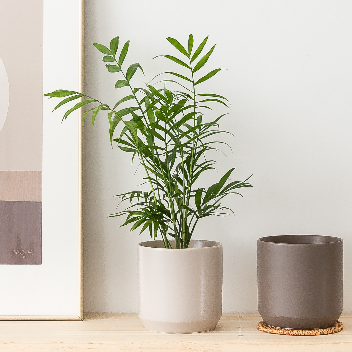 피플랜트 테이블야자 시그니처화분