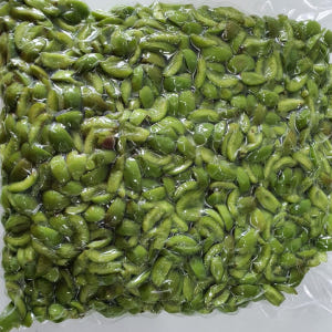 남고 매실 청매실 홍매실 황매실 쪼갠매실 깐매실 조각매실 1kg 3kg ... 맛있게 먹은 솔직 후기 - 상품 이미지 4