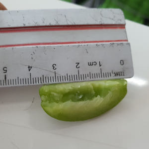 깐매실 쪼갠매실 씨뺀매실 씨제거매실 매실 당일작업 1kg 3kg 맛있게 먹은 솔직 후기 - 상품 이미지 4