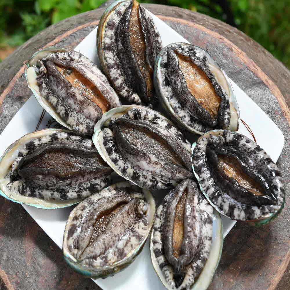 완도7호 특대전복 1.5kg