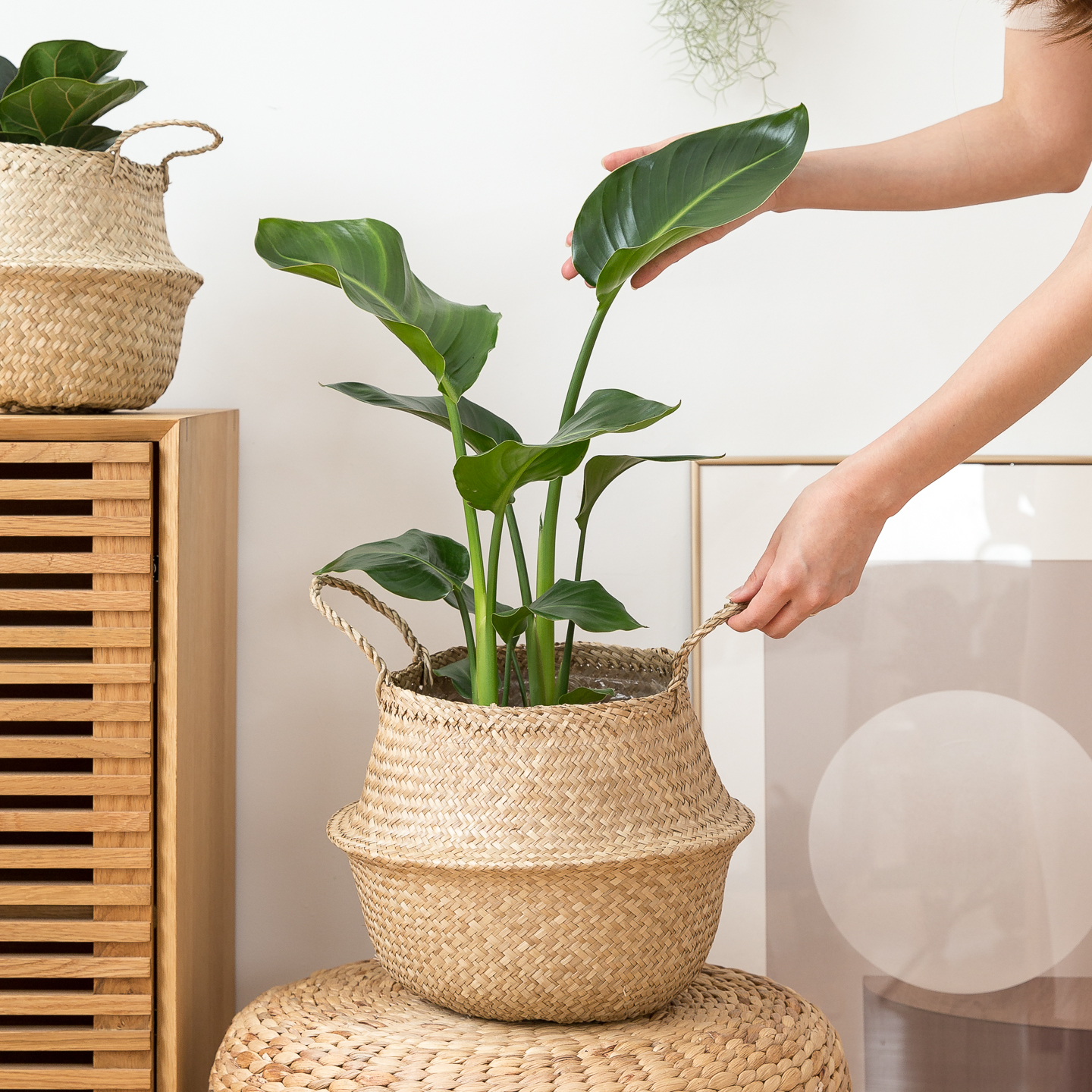 피플랜트 중소형 극락조 해초바구니 거실화분 인테리어 식물 집들이 개업식 개업축하 화분